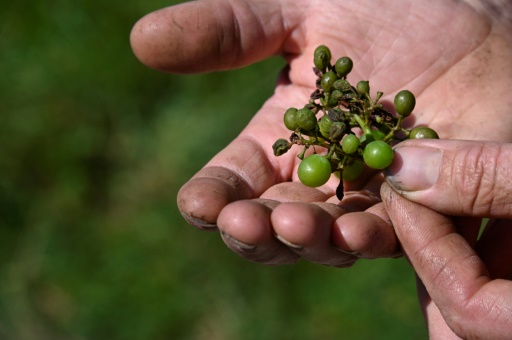 "Une année de travail perdue" : le vignoble alsacien décimé par le mildiou