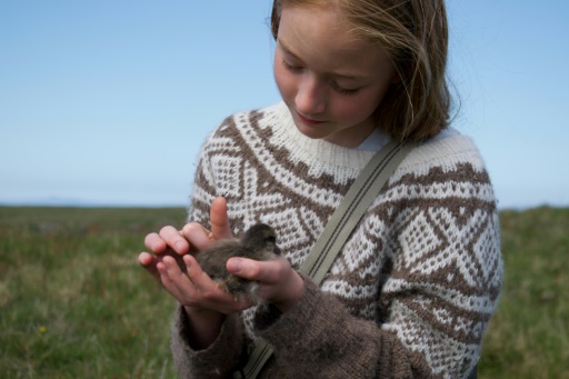 En Islande, le trésor des plumes les plus chères du monde