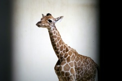 Naissance d'un girafon au zoo de Beauval.jpg