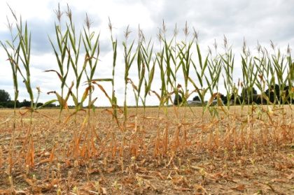 Les canicules ont coûté entre 22 et 37 milliards d'euros depuis 2015, selon une étude.jpg