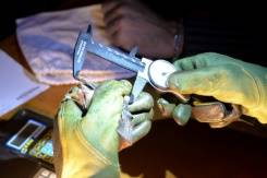 Entre périls et secrets, une vie de chauve-souris.jpg