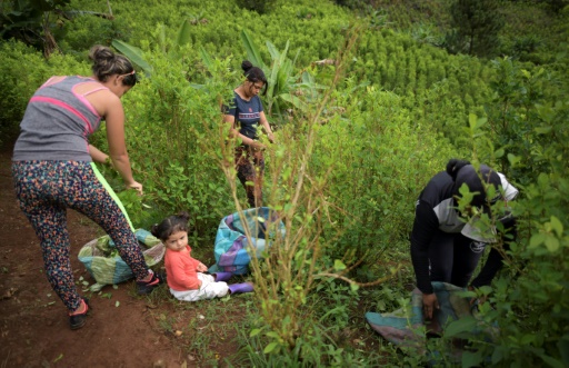 Colombie : les petites mains de l'économie prospère de la coca