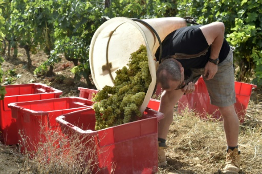 Vin : la production française devrait chuter de 29% en 2021 à un niveau "historiquement bas"