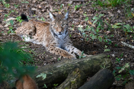 En France, un plan pour sauver le lynx, "parent pauvre" des grands prédateurs