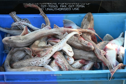 Les pêcheurs français passent à l'offensive dans la Manche