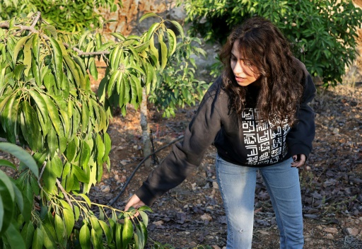 Au Liban, la crise économique provoque un timide retour à la terre