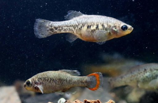 Au Mexique, la "résurrection" du poisson téquila