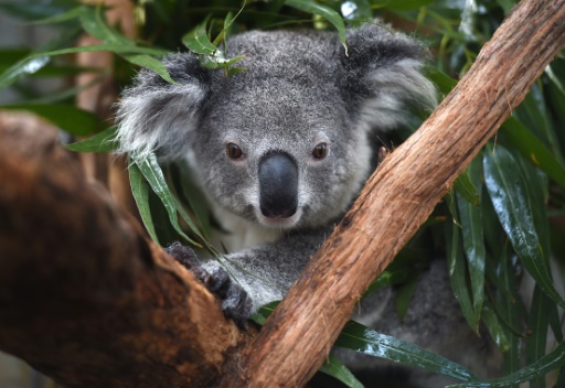 L'Australie considère les koalas "en danger"