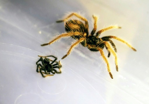 Plus de 140 tarentules saisies à l'aéroport de Bogota