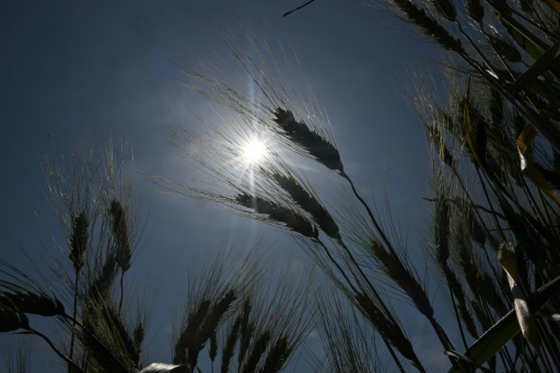 La vague de chaleur progresse en France, avant la barre des 40°C