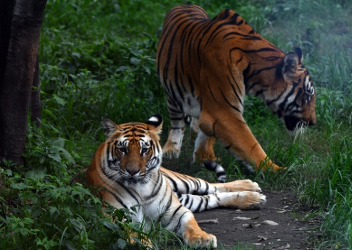 Un tigre dans l'ordinateur : l'intelligence artificielle contre le trafic de félins