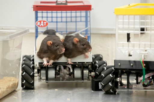 Ce que des rats au volant peuvent nous apprendre sur notre santé mentale