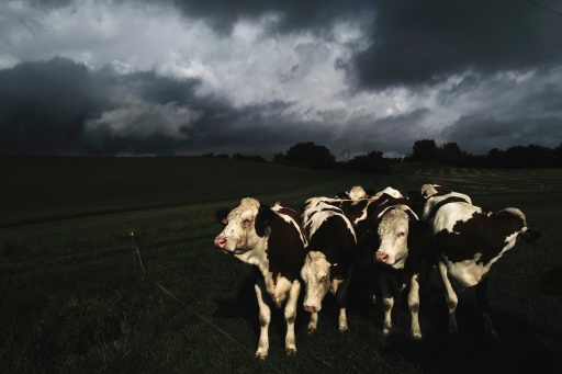 Elevage : pour moins polluer, le défi de produire autant avec moins de vaches