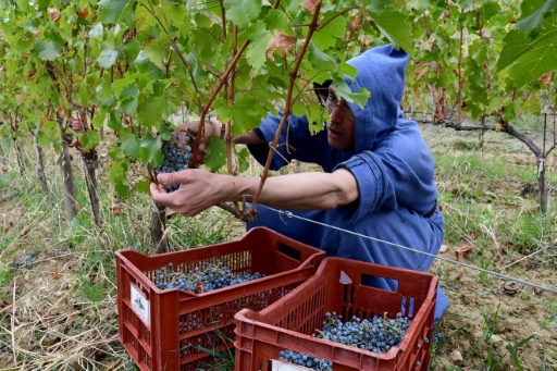 Dans le Ventoux, des vendanges en soutane pour un vin équitable