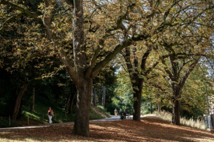 A Paris, des feuilles mortes se ramassent (déjà) à la pelle.jpg