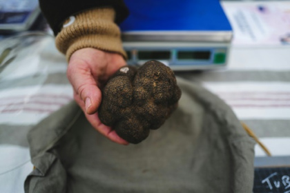 Dans le sud de la Drôme, le moral en berne des trufficulteurs.jpg