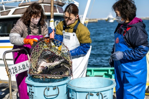 Le fugu, poisson de l'espoir pour les pêcheurs de Fukushima