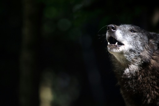 Venu d'Italie par les Alpes, le loup s'installe peu à peu en Occitanie