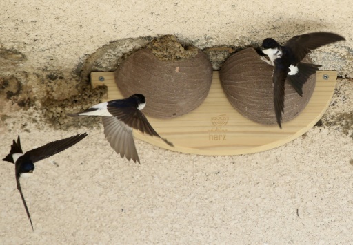 Les Français invités à signaler les hirondelles et à les suivre sur BFMTV