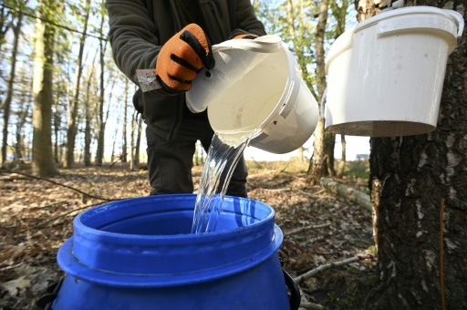 Une détox ? La saison de la sève de bouleau bat son plein