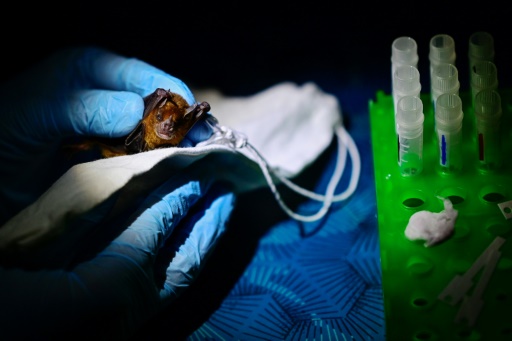 Dans la forêt du Mexique, des scientifiques traquent les futures épidémies