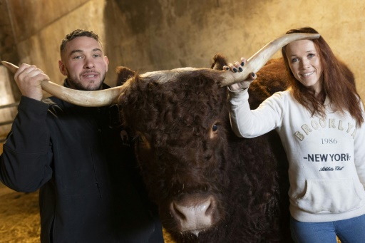 Ovalie, vache égérie, s'apprête à jouer les stars au salon de l'Agriculture