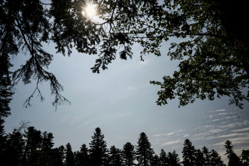 Dans le massif montagneux du Bugey, gérer la forêt face à "l'incendie climatique"