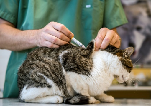 Pucer son chien, chat ou furet pour lui donner une identité