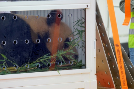 Le panda star Yuan Meng quitte la France sous les applaudissements