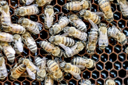 Le succès croissant des miels de Jordanie, riches et divers.jpg