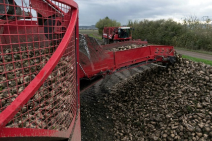 Privés de néonicotinoïdes, les betteraviers tâtonnent à la recherche d'alternatives.jpg
