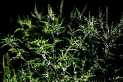 Arracher l'ambroisie, un enjeu de santé publique.jpg