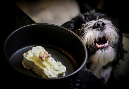 A Rome, les chiens aussi ont leur restaurant gourmet