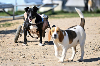 Des chiens handicapés, pensionnaires du refuge et centre de soins Suzi Handicap à Montreuil-au-Houlme, le 18 mars 2025 dans l'Orne