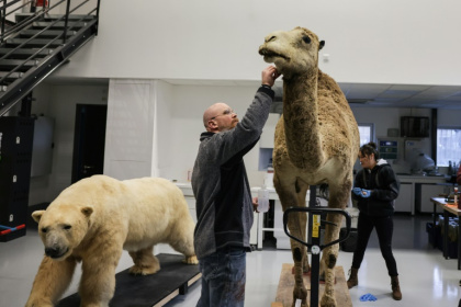 Christophe Voisin (G) and Isabelle Huynh Chan Hang, taxidermistes du Muséum National d'Histoire Naturelle, restaurent des spécimens de dromadaire et d'our polaire, le 23 janvier 2025 à Paris