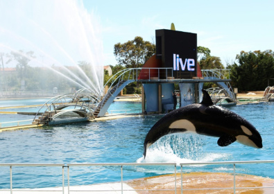 Une orque dans un des bassins du Marineland d'Antibes dans les Alpes-Maritimes, le 30 mai 2013