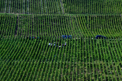 Vendanges à Hautvillers, en Champagne, le 19 septembre 2024