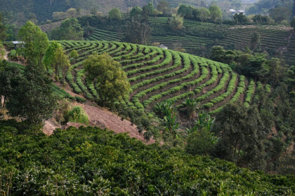 Des plants de café (premier plan) et des rangées de théiers (c) à Pu'er, le 1er avril 2025 dans la province du Yunnan, dans le sud-ouest de la Chine