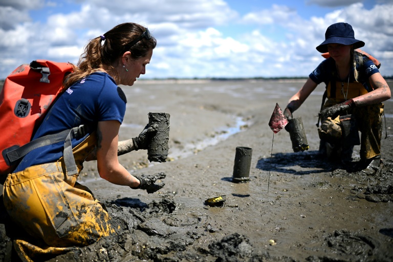 Sur le bassin d'Arcachon, la délicate préservation d'une plante "refuge de la biodiversité"
