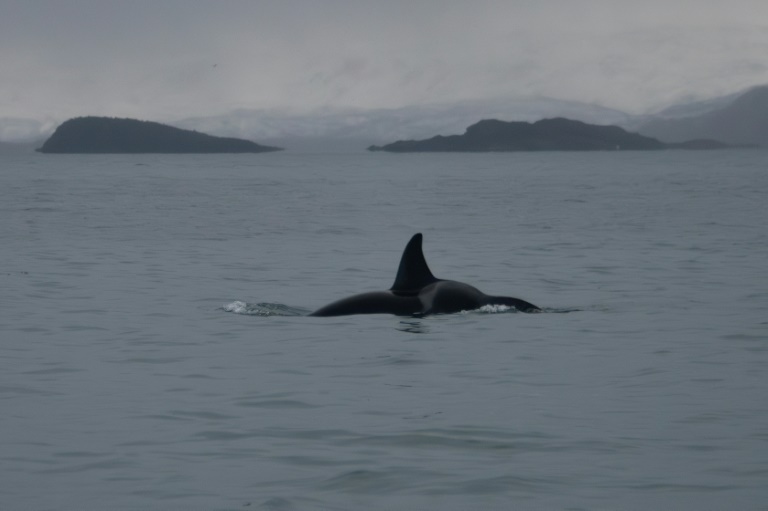 Océan : le sommet de Nice s'achève, avec un cap clair sur la haute mer