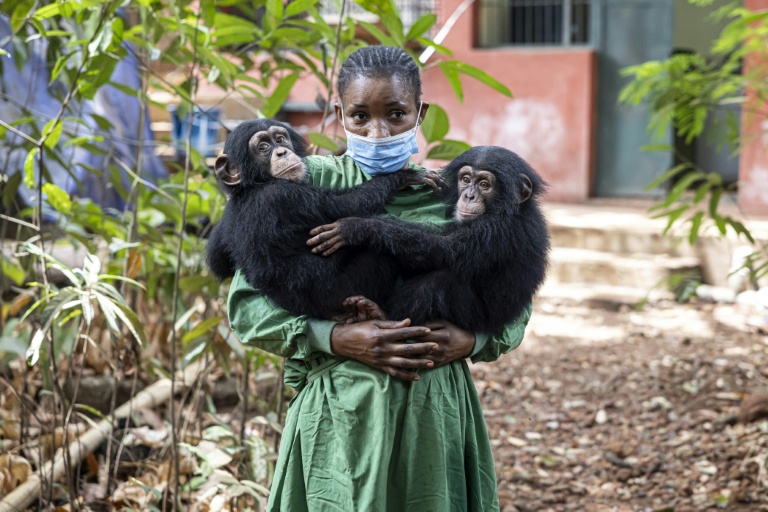 En Sierra Leone, un sanctuaire pour les chimpanzés menacé par l'alarmante déforestation