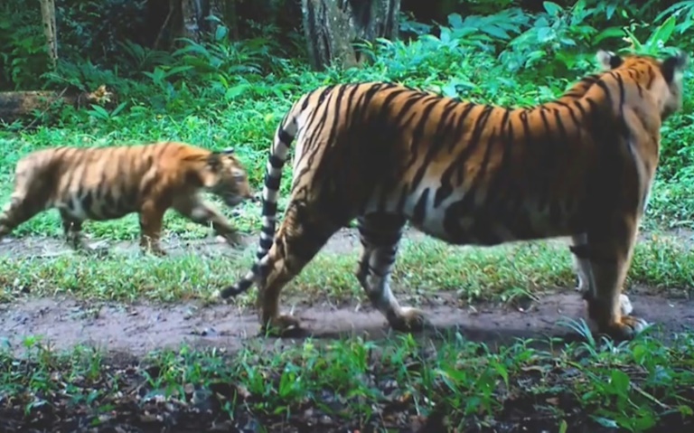 En Thaïlande, des proies lâchées dans la jungle pour sauver les tigres