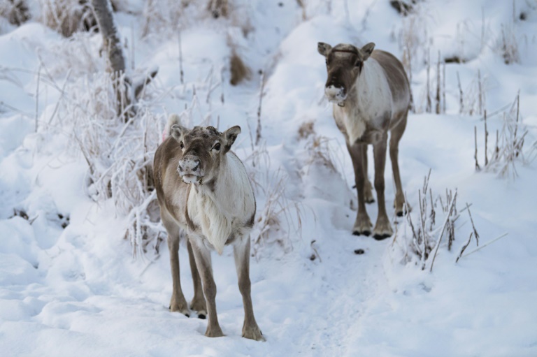 Dans l'Arctique finlandais, les éleveurs de rennes cohabitent difficilement avec l'armée