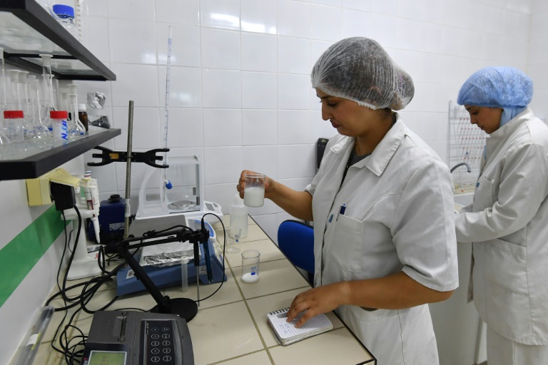 Le lait de chamelle, potentiel "or blanc" d'une région aride et pauvre de Tunisie