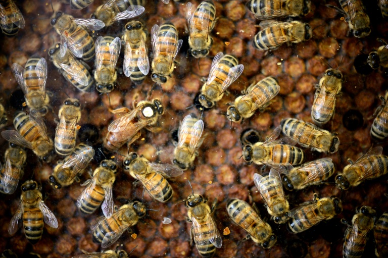 Abeilles et pesticides : la science face au retour possible des néonicotinoïdes