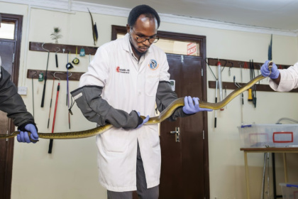Des herpétologistes et un docteur vétérinaire tiennent un mamba noir pendant l'extraction de son venin qui sera utilisé dans la recherche pour la production locale d'antivenin au sein de l'Institut KIPRE à Nairobi, le 7 mars 2025 au Kenya - Tony KARUMBA