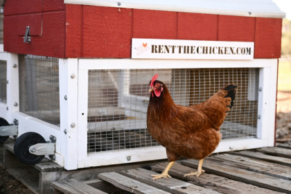 Une poule passe devant un poulailler portable dans une ferme où elles sont élevées dans le cadre du service "Rent The Chicken" à Agua Dulce, le 21 avril 2025 en Californie - Patrick T. Fallon (AFP)