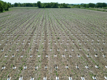 Vue aérienne de jeunes arbres,  plantés dans une ancienne plaine agricole aux sols pollués et  destinés à reboiser une zone appelée "La Forêt de Maubuisson" à Méry-sur-Oise, au nord-ouest de Paris, le 29 avril 2025 - Jacques-Alexandre BRUN (AFP)