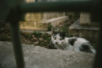 Le puçage des chats, une obligation pas assez respectée - Ozan KOSE (AFP)
