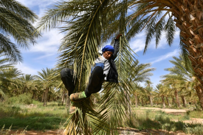 Un agriculteur descend d'un plmier après l'avoir pollinisé, le 30 avril 2025, dans les palmeraies de Jemna, dans le sud de la Tunisie. - FETHI BELAID (AFP)